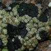 Toninia aromatica